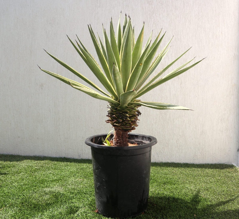 Agave Angustifolia | Caribbean Agave 30 - 60cm spread - Greensouq - 