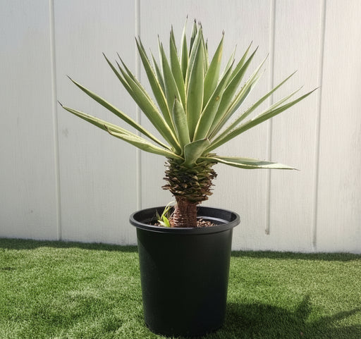 Agave Angustifolia | Caribbean Agave 30 - 60cm spread - Greensouq - 