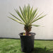 Agave Angustifolia | Caribbean Agave 30 - 60cm spread - Greensouq - 