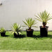 Agave Angustifolia | Caribbean Agave 30 - 60cm spread - Greensouq - 
