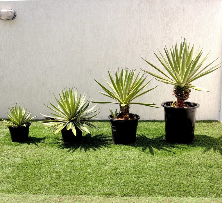 Agave Angustifolia | Caribbean Agave 30 - 60cm spread - Greensouq - 