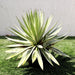 Agave Angustifolia | Caribbean Agave 30 - 60cm spread - Greensouq - 