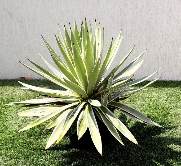 Agave Angustifolia | Caribbean Agave 30 - 60cm spread - Greensouq - 