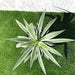 Agave angustifolia or Caribbean agave 30 - 50cm spread - Greensouq - 