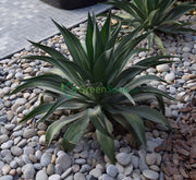 Agave Attenuata or Spineless century plant - Greensouq - 