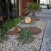 Agave Attenuata or Spineless century plant - Greensouq - 