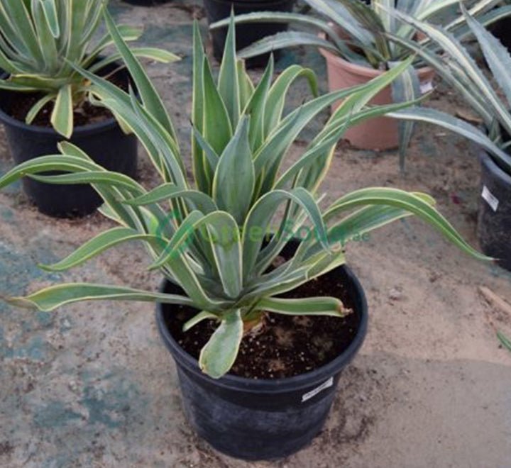 Agave Attenuata or Spineless century plant - Greensouq - 