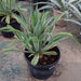 Agave Attenuata or Spineless century plant - Greensouq - 