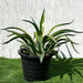 Agave Attenuata Variegata or Variegated Spineless Century Plant 40 - 60cm - Greensouq - 