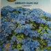 Agerato Nano Blu Seed by CANESTRO - Greensouq - 