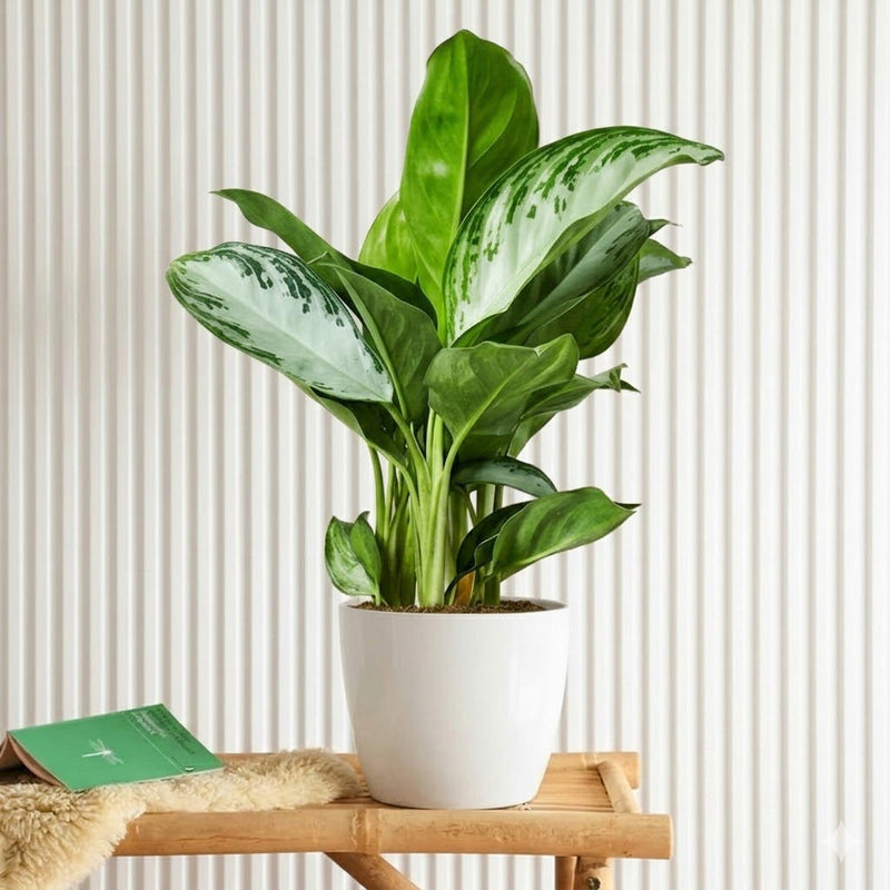 aglaonema pattaya care Aglaonema Pattaya Beauty