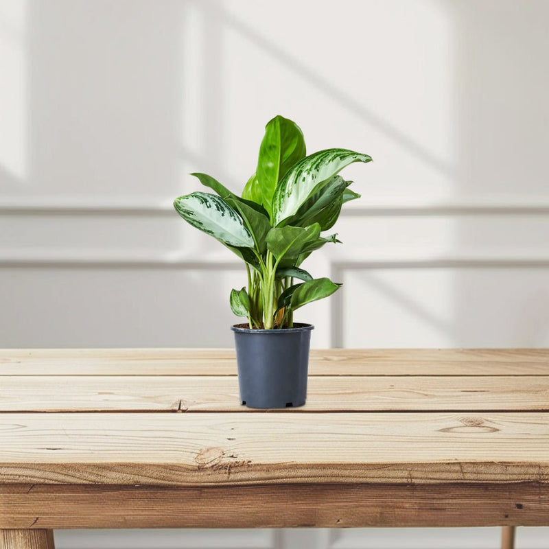aglaonema pattaya Aglaonema Pattaya Beauty
