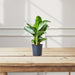 Aglaonema Pattaya Beauty - Greensouq - 