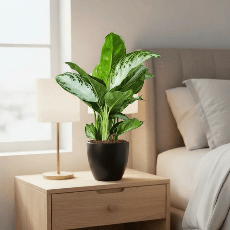 Aglaonema Pattaya Beauty - Greensouq - 