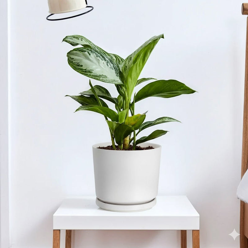 aglaonema pataya Aglaonema Pattaya Beauty