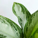 Aglaonema Pattaya Beauty - Greensouq - 