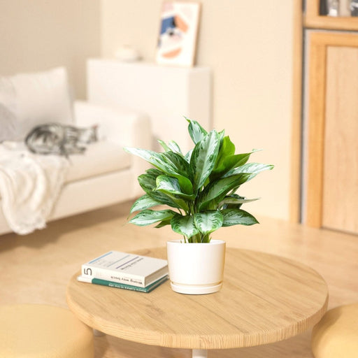 Aglaonema Pattaya Beauty - Greensouq - 