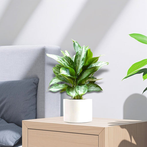 Aglaonema Pattaya Beauty - Greensouq - 