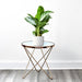 Aglaonema Pattaya Beauty - Greensouq - 