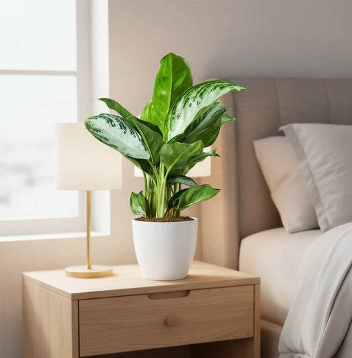 Aglaonema Pattaya Beauty - Greensouq - 
