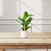 Aglaonema Pattaya Beauty - Greensouq - 