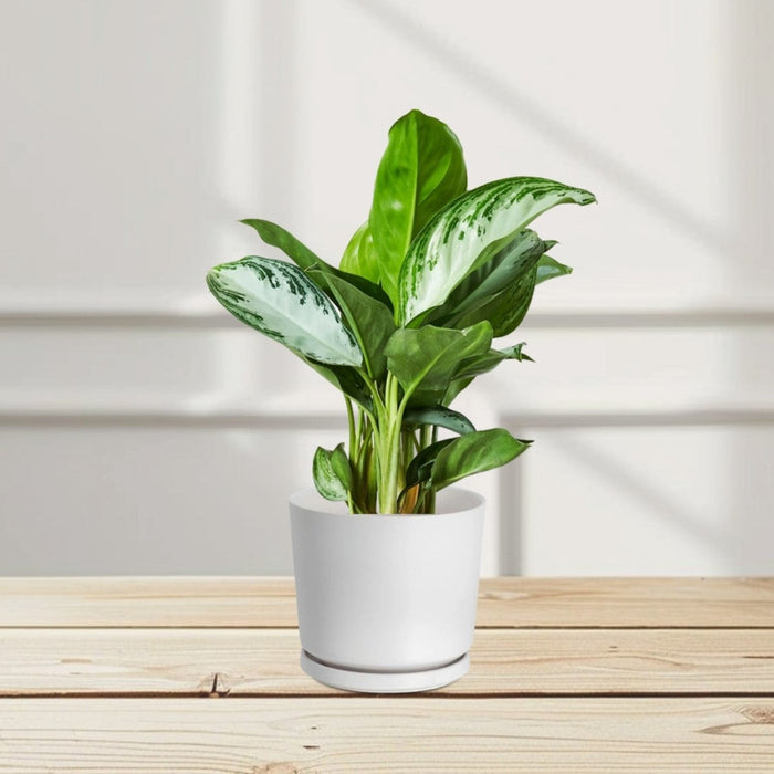 Aglaonema Pattaya Beauty - Greensouq - 