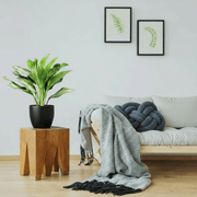 Aglaonema Pattaya Beauty - Greensouq - 