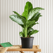 Aglaonema Pattaya Beauty | Dubai's Top Houseplant! - Greensouq - 