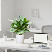 Aglaonema Pattaya Beauty in Ceramic Pot - Greensouq - 