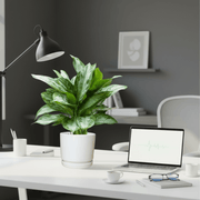 Aglaonema Pattaya Beauty in Ceramic Pot - Greensouq - 