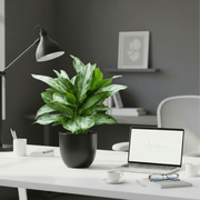 Aglaonema Pattaya Beauty in Ceramic Pot - Greensouq - 