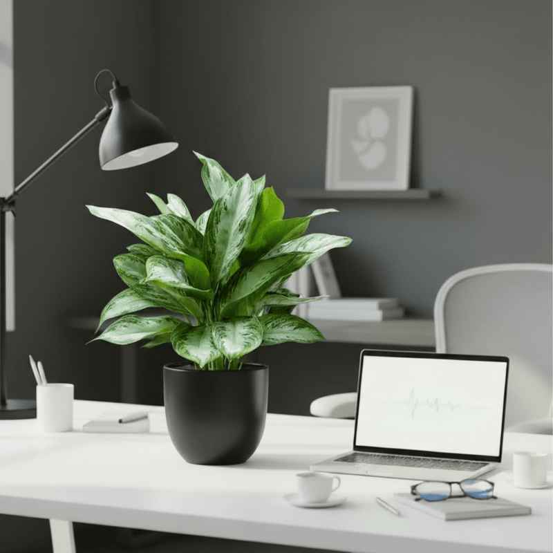 Aglaonema Pattaya Beauty in Ceramic Pot - Greensouq - 