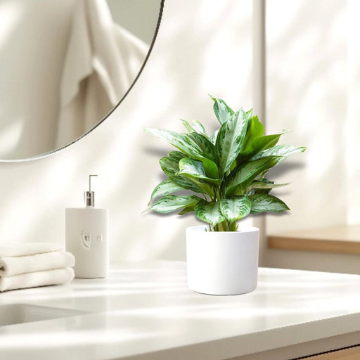 Aglaonema Pattaya Beauty in Ceramic Pot - Greensouq - 