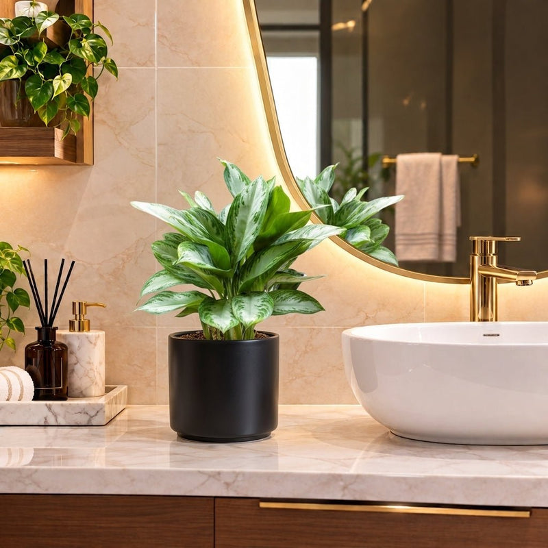 Aglaonema Pattaya Beauty in Ceramic Pot | UAE's Lush Greens! - Greensouq - indoor