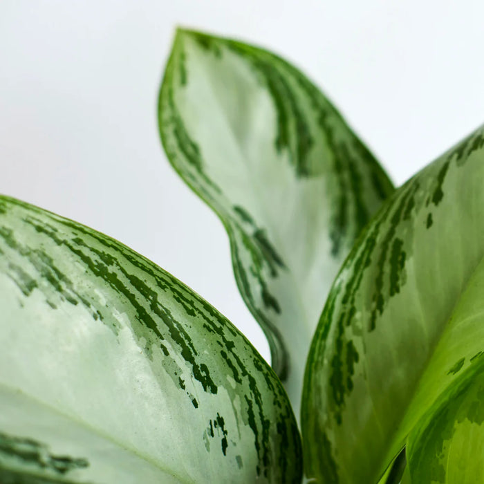 Aglaonema Pattaya Beauty