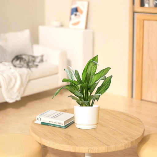 Aglaonema "Silver Queen" Chinese Evergreen Plant - Greensouq - 