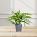 Aglaonema "Silver Queen" Chinese Evergreen Plant - Greensouq - 