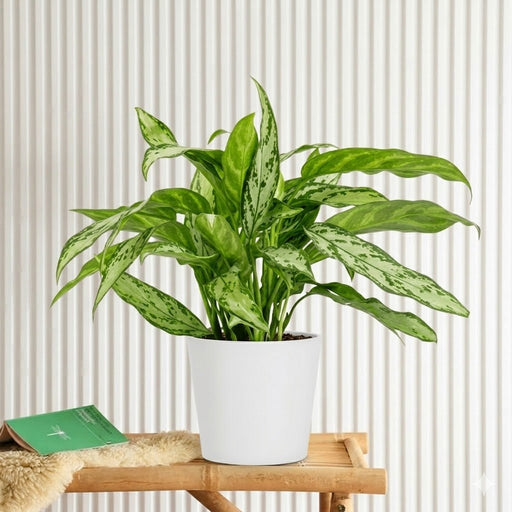 Aglaonema "Silver Queen" Chinese Evergreen Plant - Greensouq - 