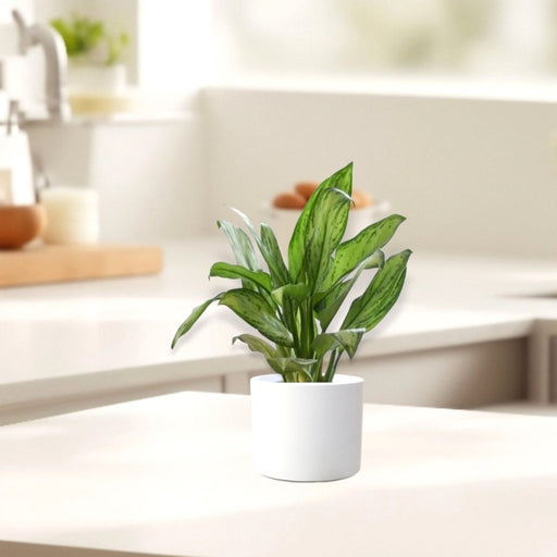 Aglaonema "Silver Queen" Chinese Evergreen Plant - Greensouq - 