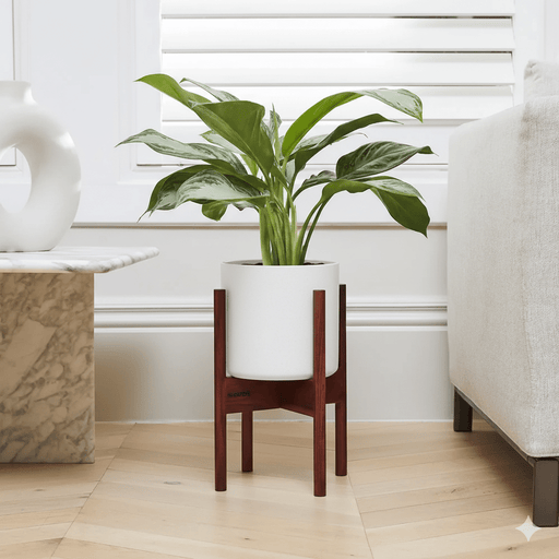 Aglaonema "Silver Queen" Chinese Evergreen Plant - Greensouq - 