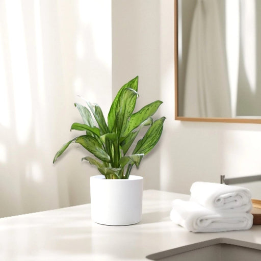 Aglaonema "Silver Queen" Chinese Evergreen Plant - Greensouq - 
