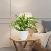 Aglaonema "Silver Queen" Chinese Evergreen Plant - Greensouq - 