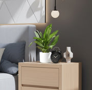 Aglaonema "Silver Queen" Chinese Evergreen Plant - Greensouq - 