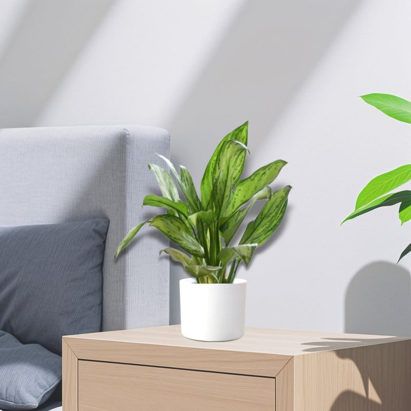Aglaonema "Silver Queen" Chinese Evergreen Plant - Greensouq - 