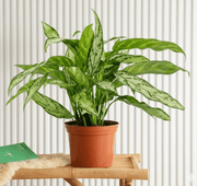 Aglaonema "Silver Queen" Chinese Evergreen Plant | Dubai Top Plants Collection! - Greensouq - 