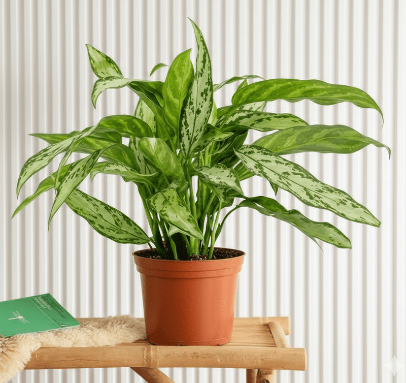 Aglaonema "Silver Queen" Chinese Evergreen Plant | Dubai Top Plants Collection! - Greensouq - 