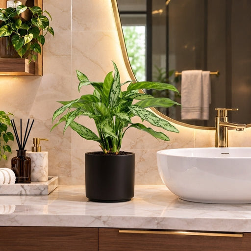 Aglaonema "Silver Queen" Chinese Evergreen Plant | UAE's Luxury Plant - Greensouq -