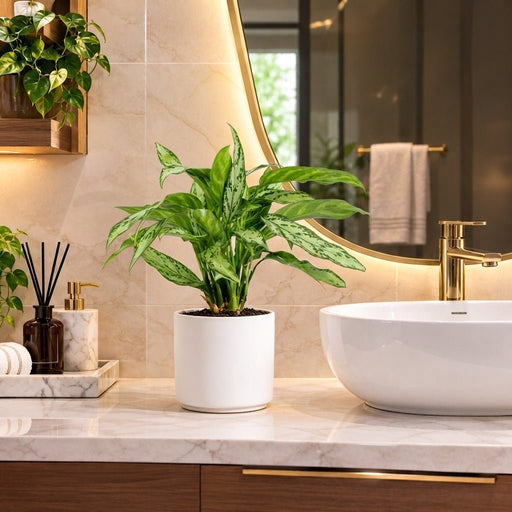 Aglaonema "Silver Queen" Chinese Evergreen Plant | UAE's Luxury Plant - Greensouq -