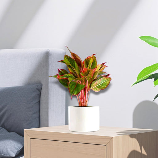 Aglaonema Sp (wishes) 20 - 30cm - Greensouq - 