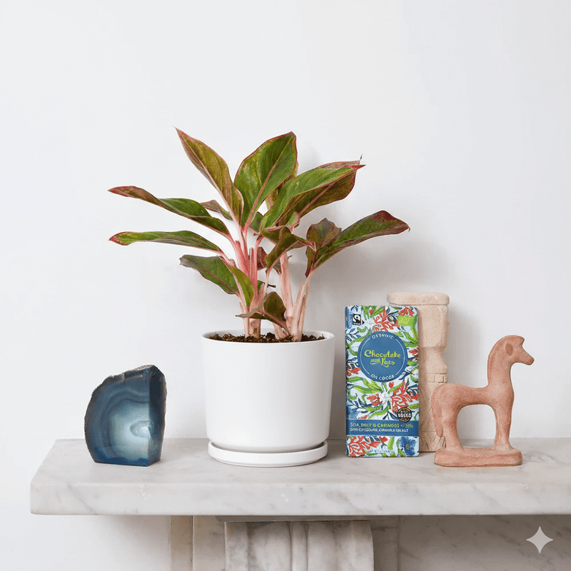 Aglaonema Sp (wishes) - Greensouq - 